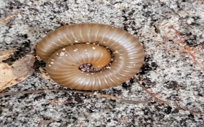 SMOKEY BROWN MILLIPEDE / SMOKEY BROWN MILIPEDE